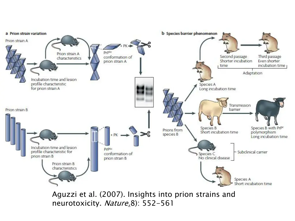 aguzzi et al 2007 insights into prion strains