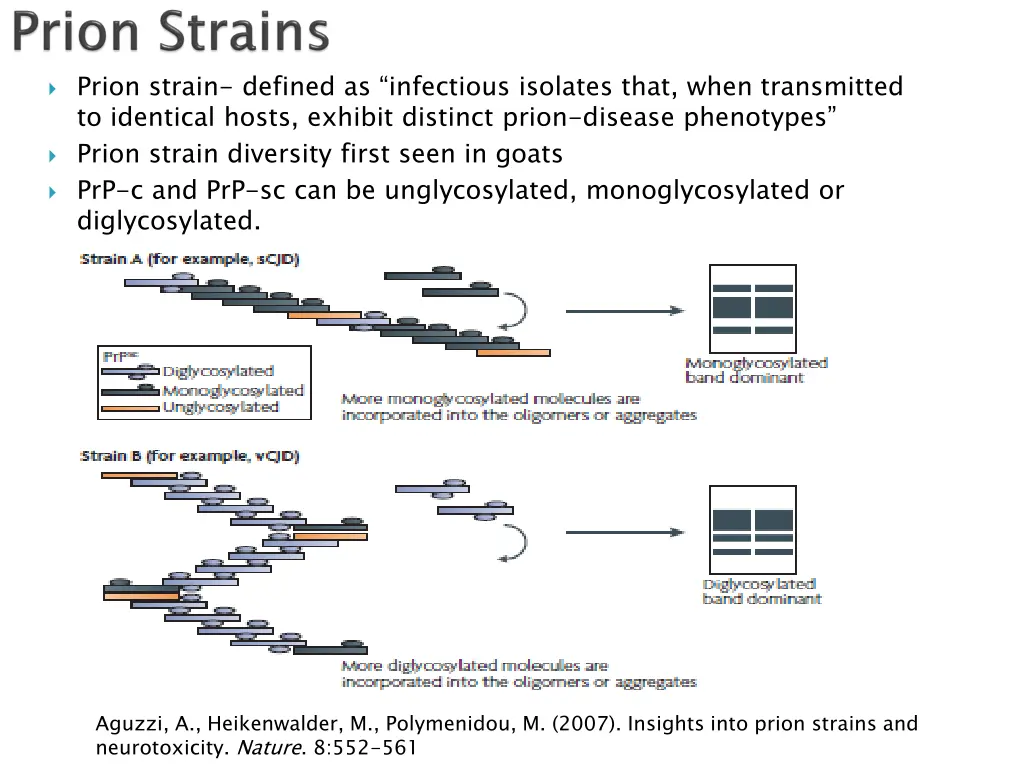 prion strain defined as infectious isolates that