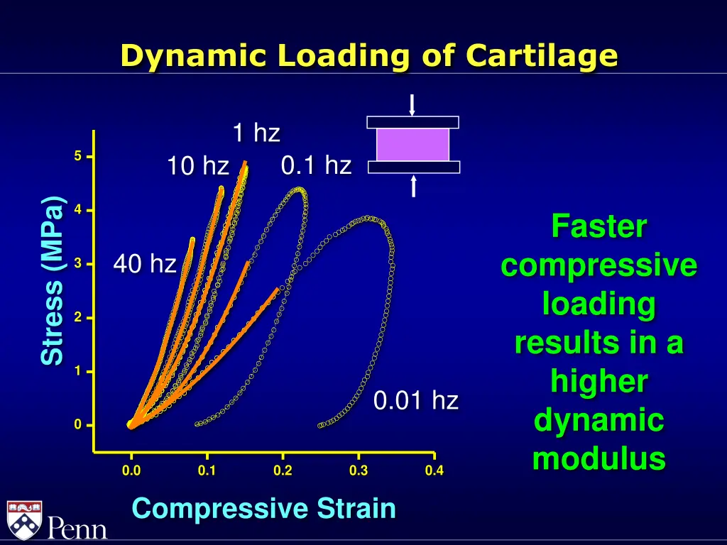 dynamic loading of cartilage