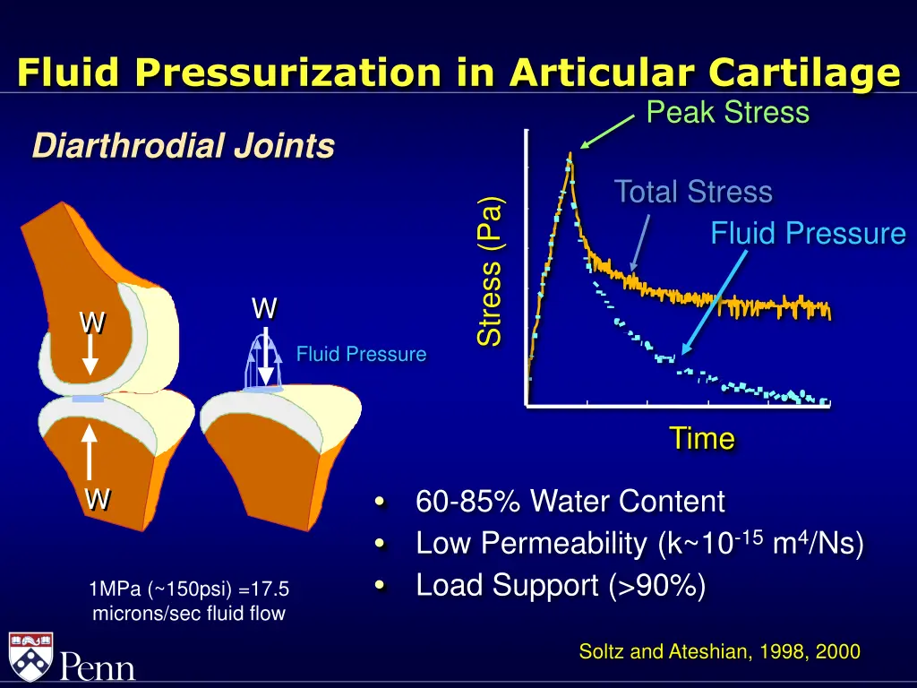 fluid pressurization in articular cartilage