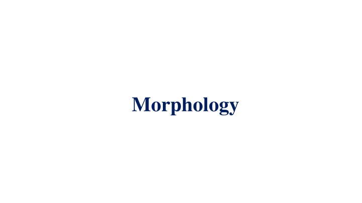 morphology