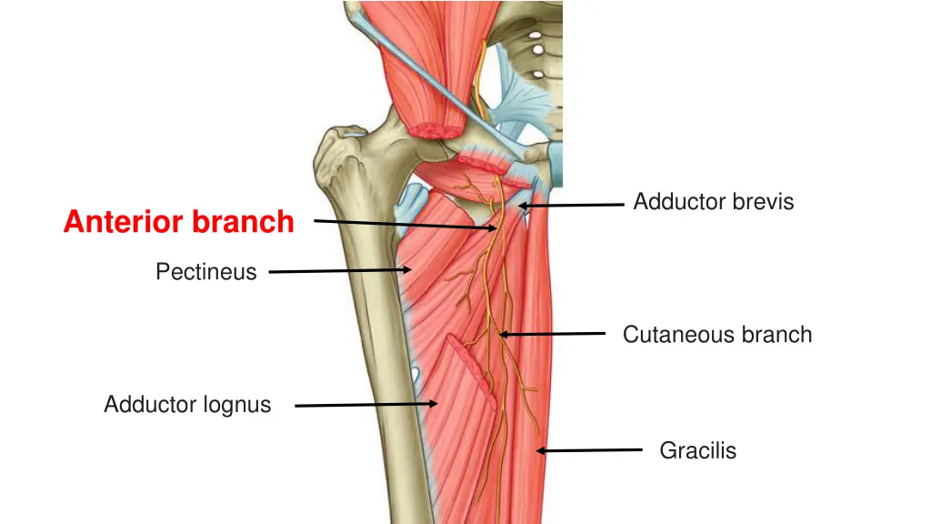 adductor brevis