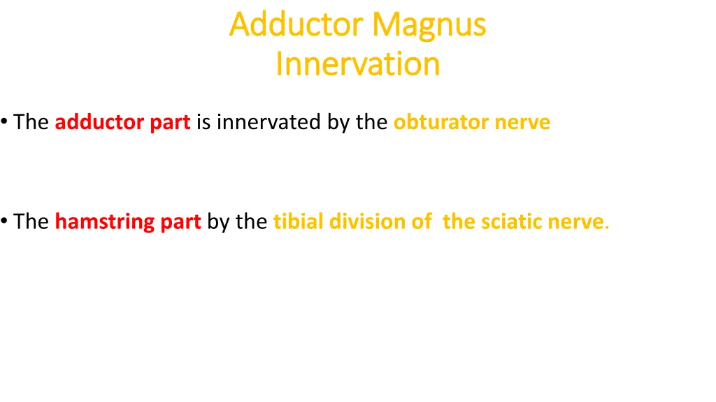 adductor magnus adductor magnus innervation