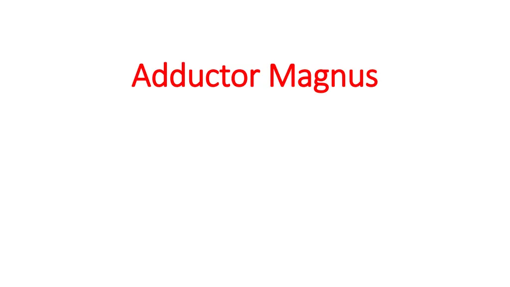 adductor magnus adductor magnus