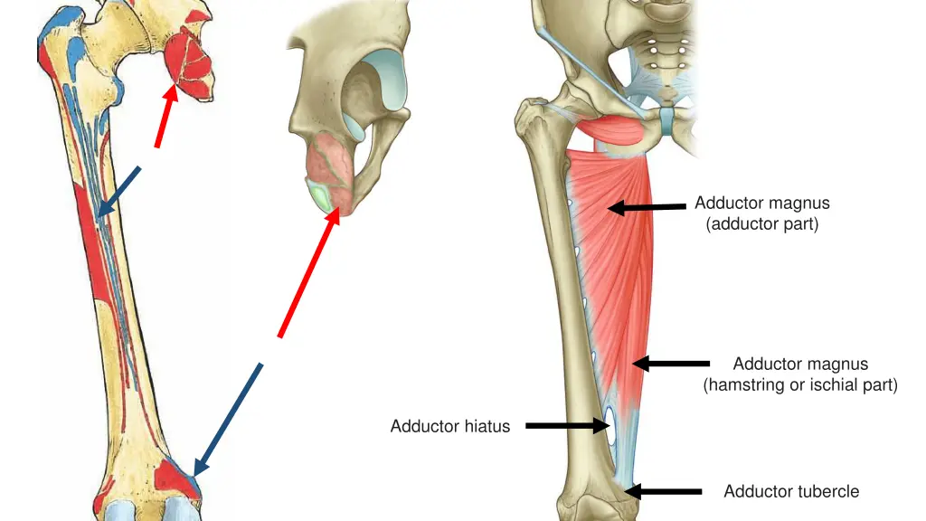 adductor magnus adductor part 1