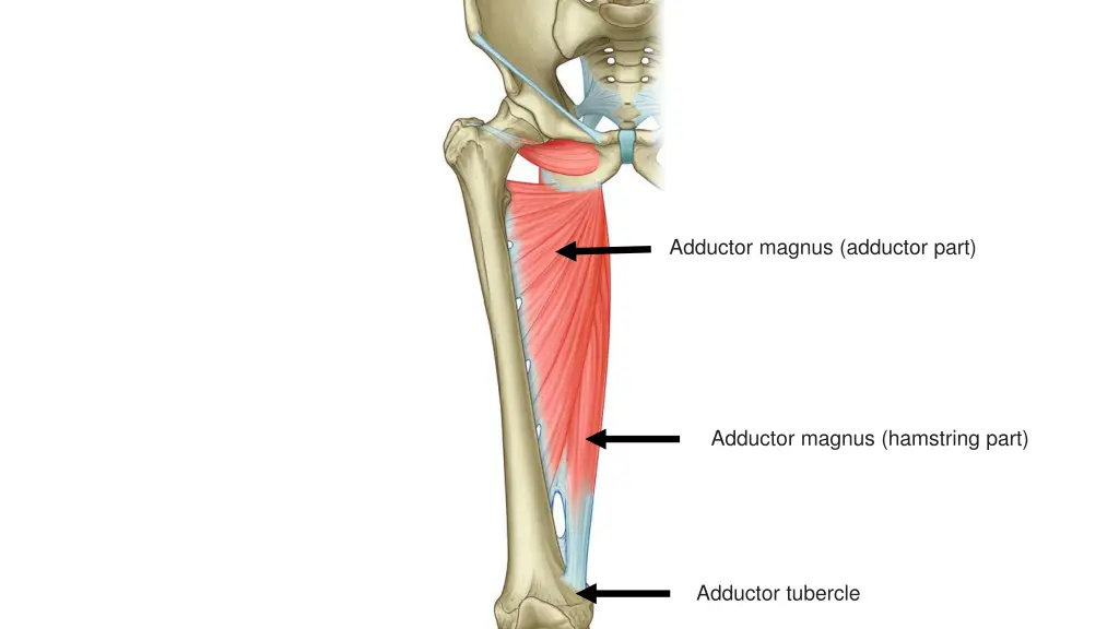 adductor magnus adductor part