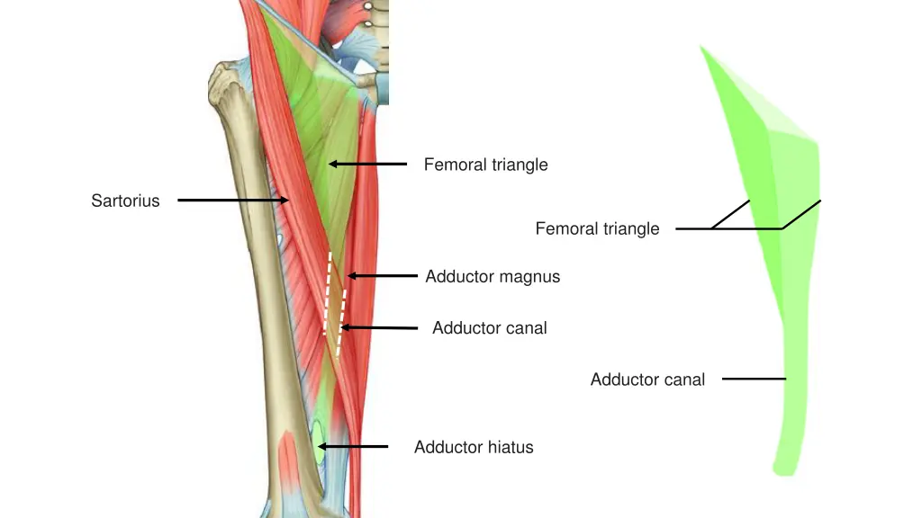 femoral triangle