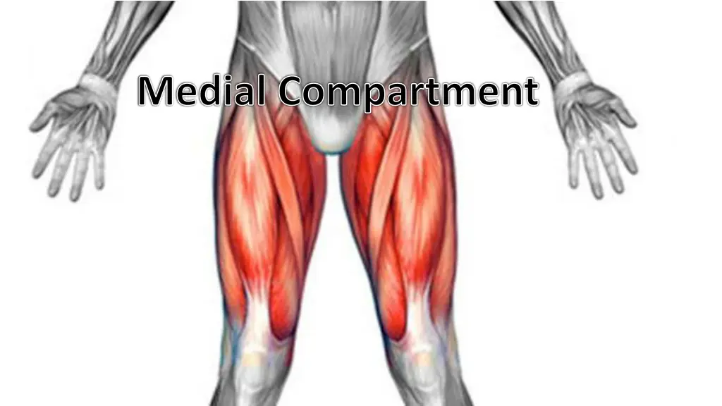 medial compartment