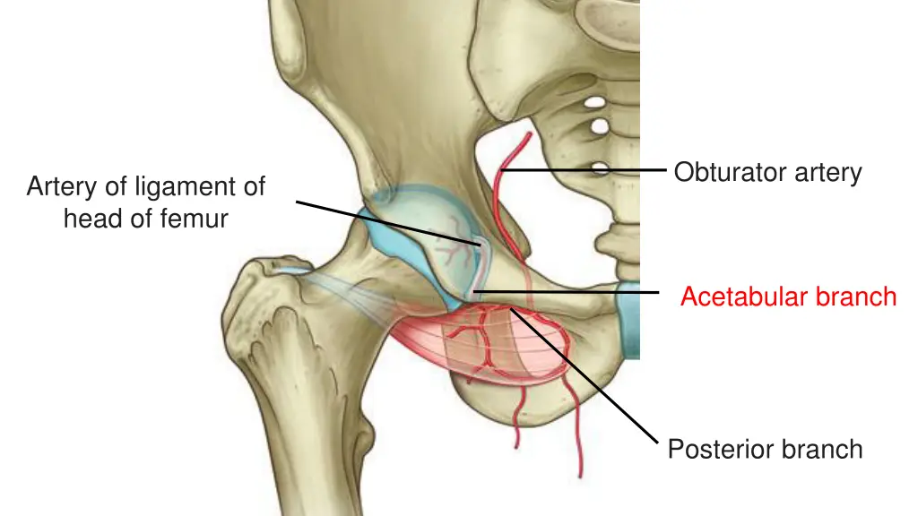 obturator artery 1