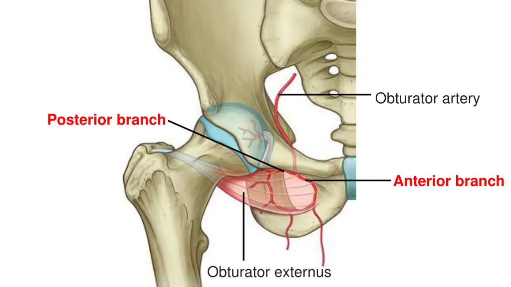 obturator artery