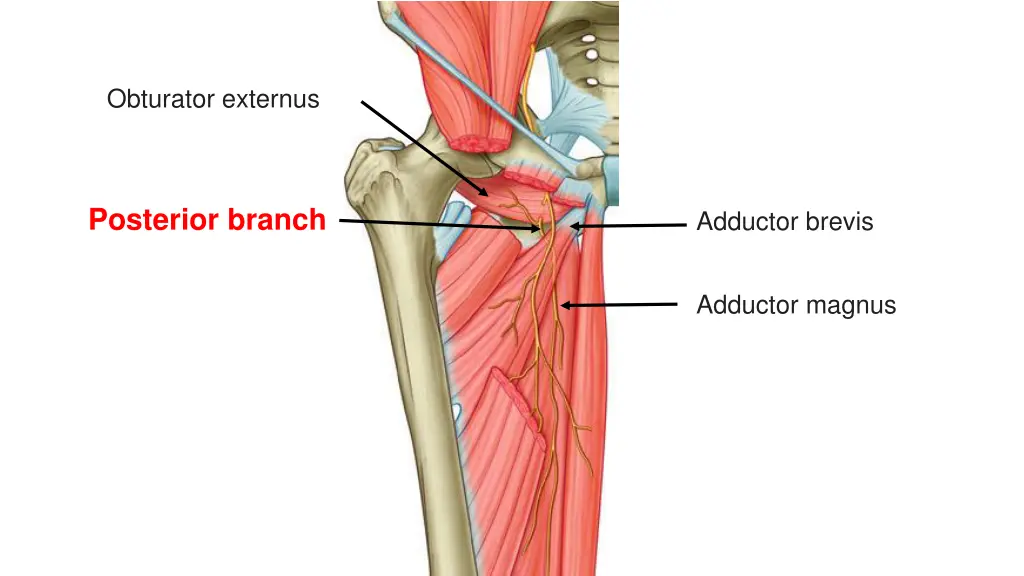 obturator externus 1