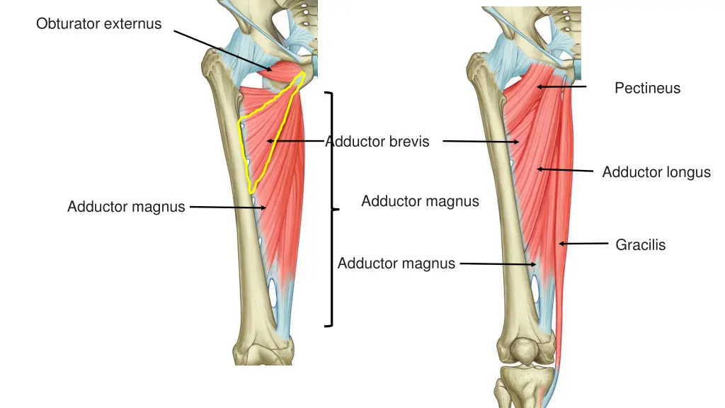 obturator externus