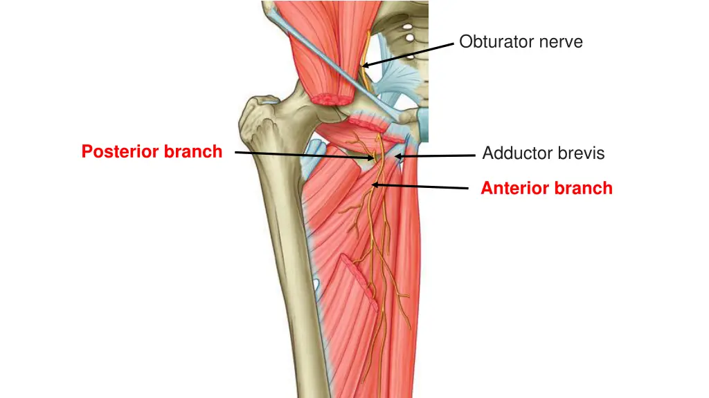 obturator nerve