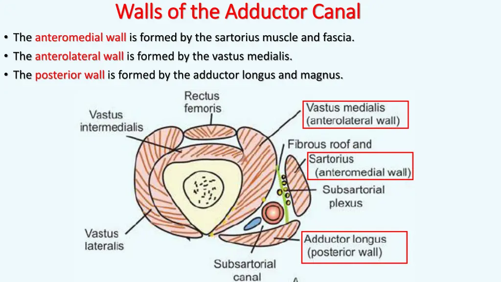 walls of the adductor canal walls of the adductor