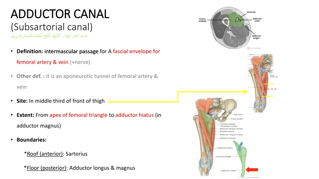 adductor canal adductor canal subsartorial canal