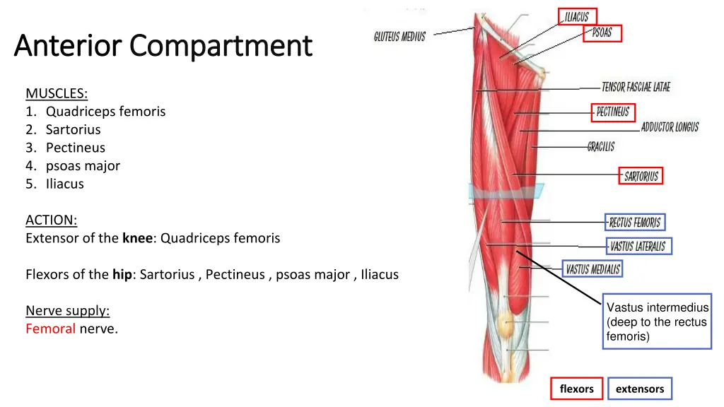 anterior anterior compartment compartment