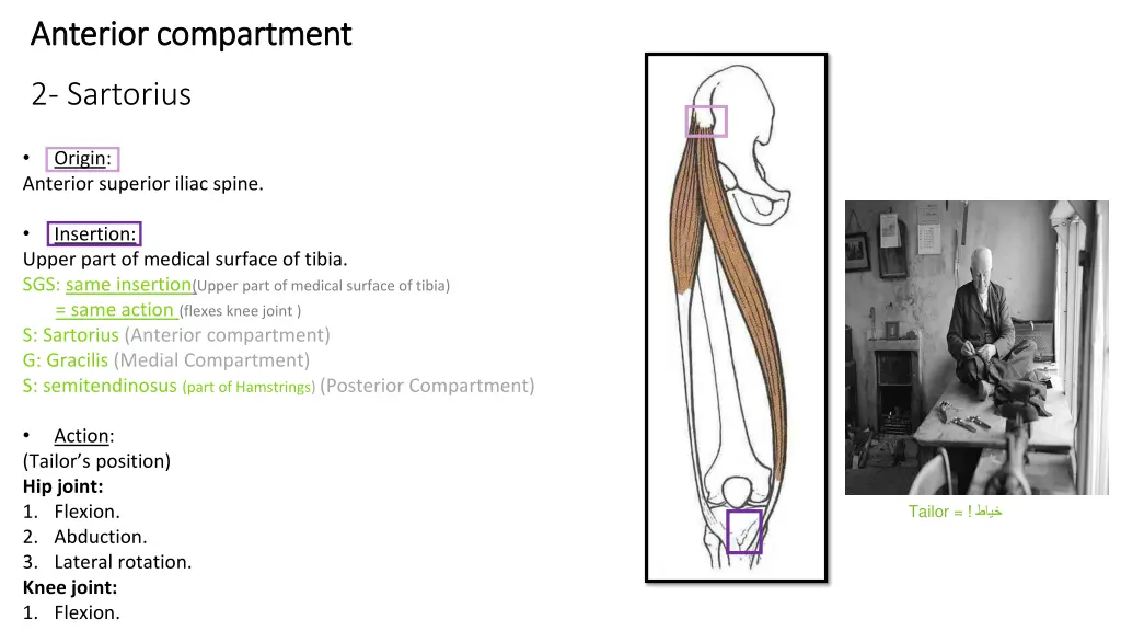 anterior compartment anterior compartment 1