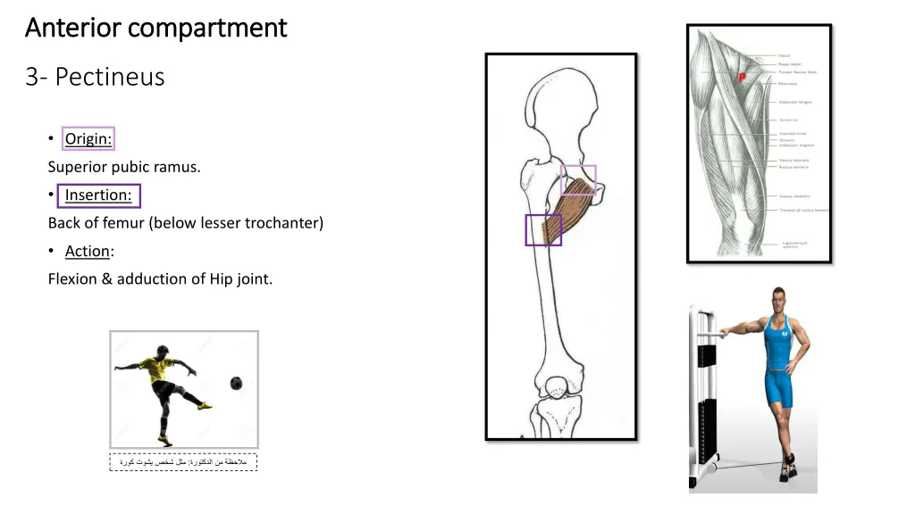 anterior compartment anterior compartment 2