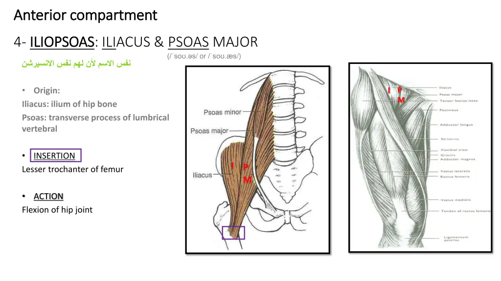 anterior compartment anterior compartment 3