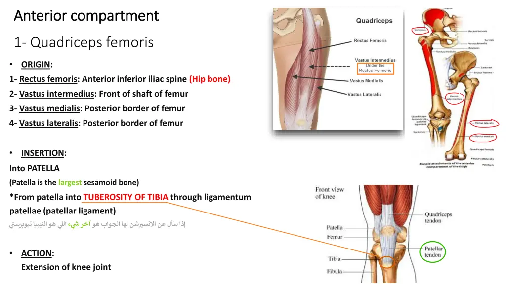 anterior compartment anterior compartment