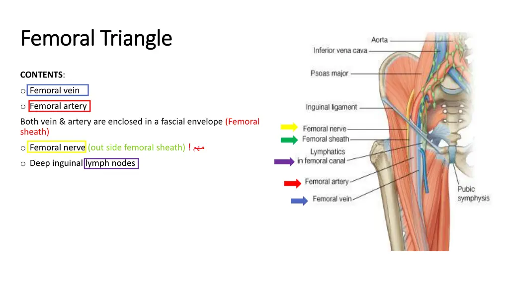 femoral triangle femoral triangle 1