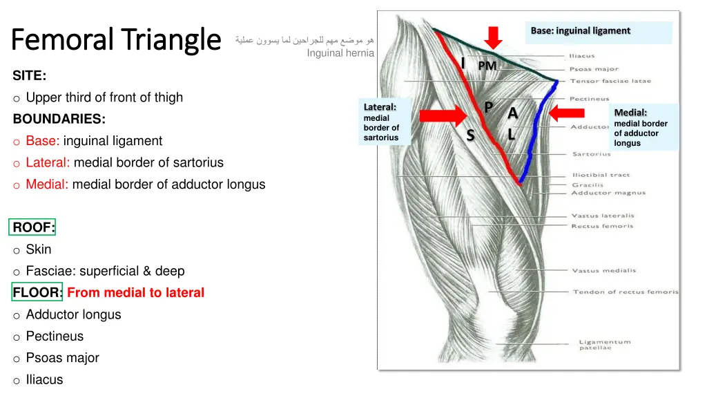 femoral triangle femoral triangle