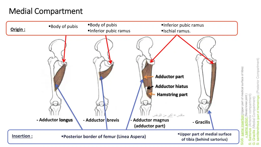 medial compartment medial compartment 1