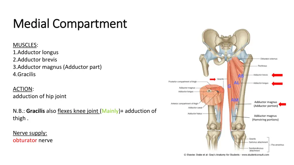 medial compartment medial compartment