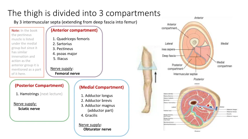 the thigh is divided into 3 compartments