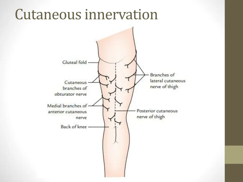 cutaneous innervation