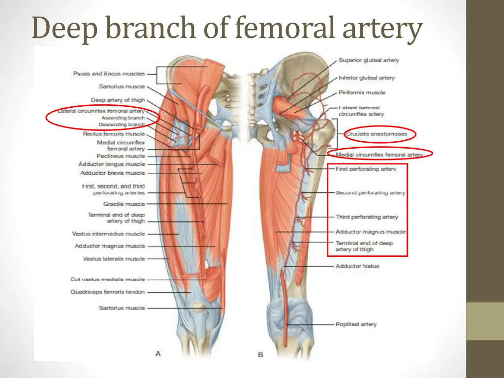 deep branch of femoral artery