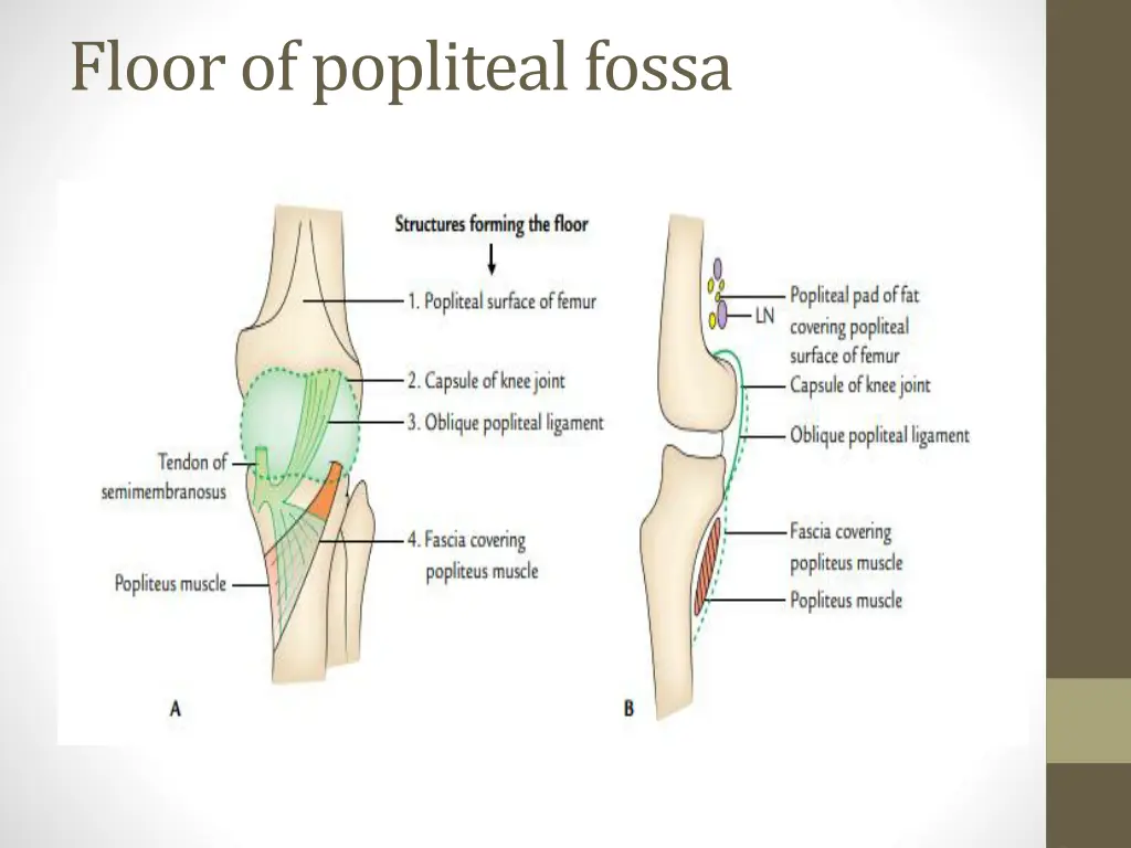 floor of popliteal fossa