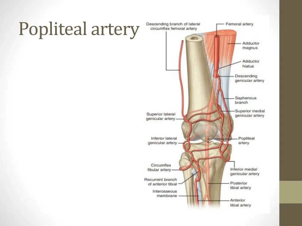 popliteal artery