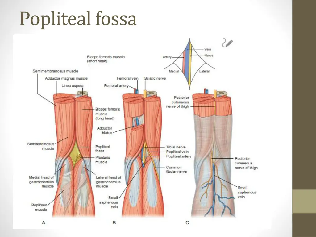 popliteal fossa