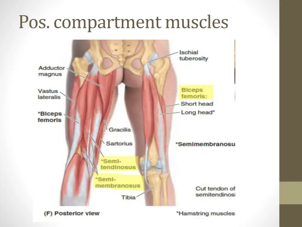 pos compartment muscles 1