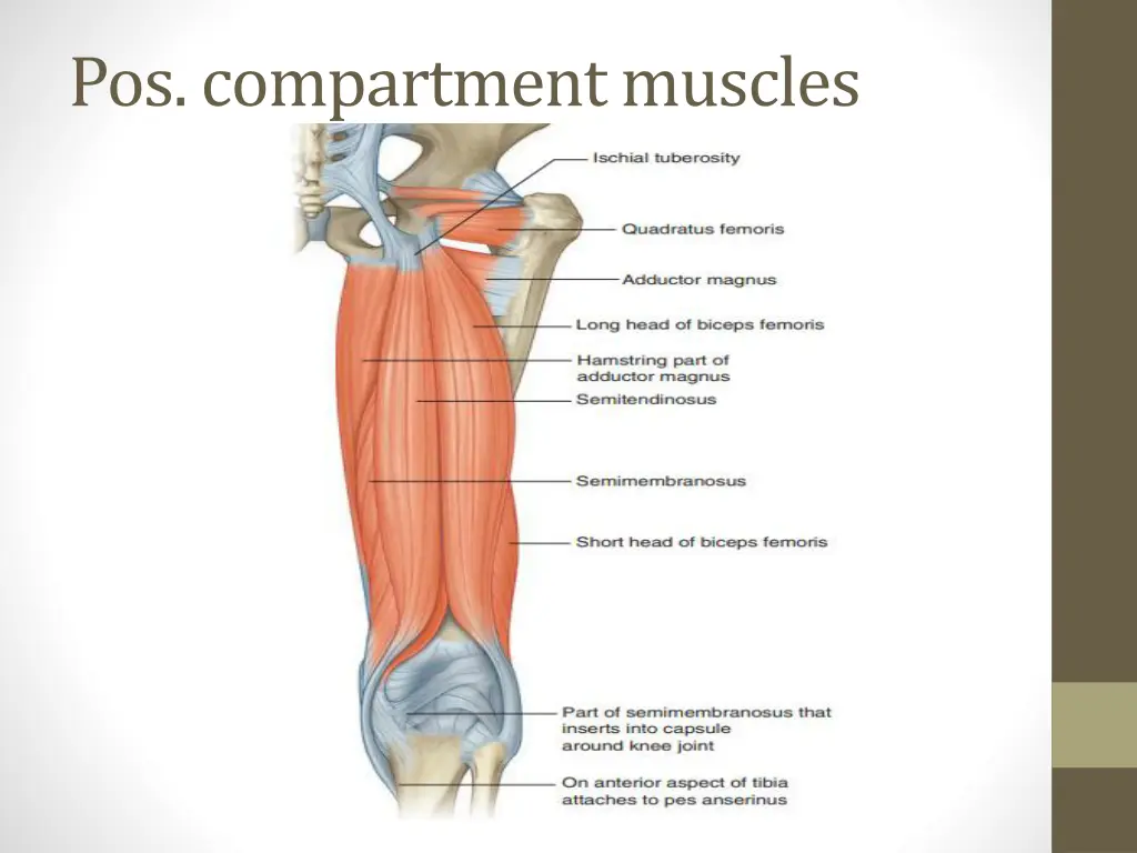 pos compartment muscles