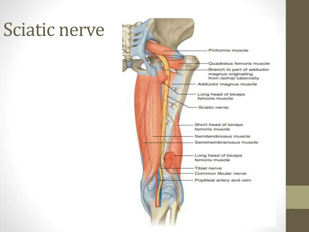 sciatic nerve 1