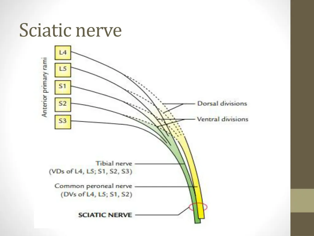 sciatic nerve