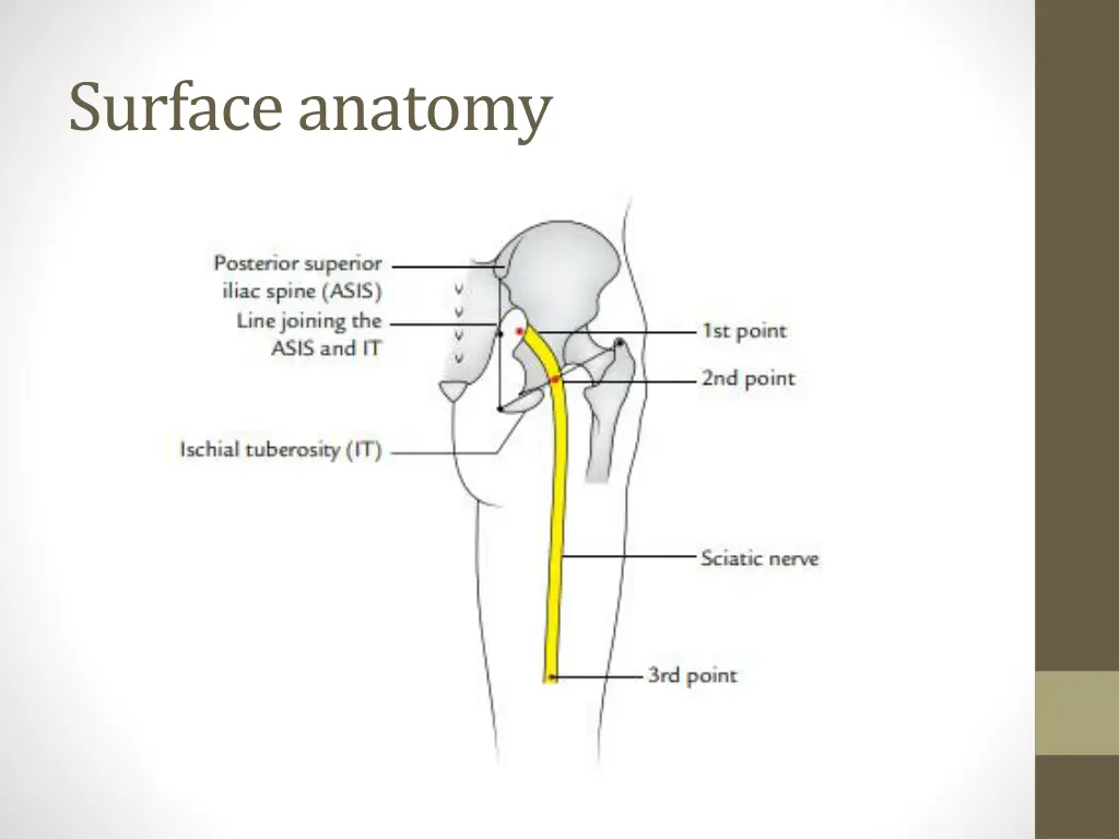 surface anatomy