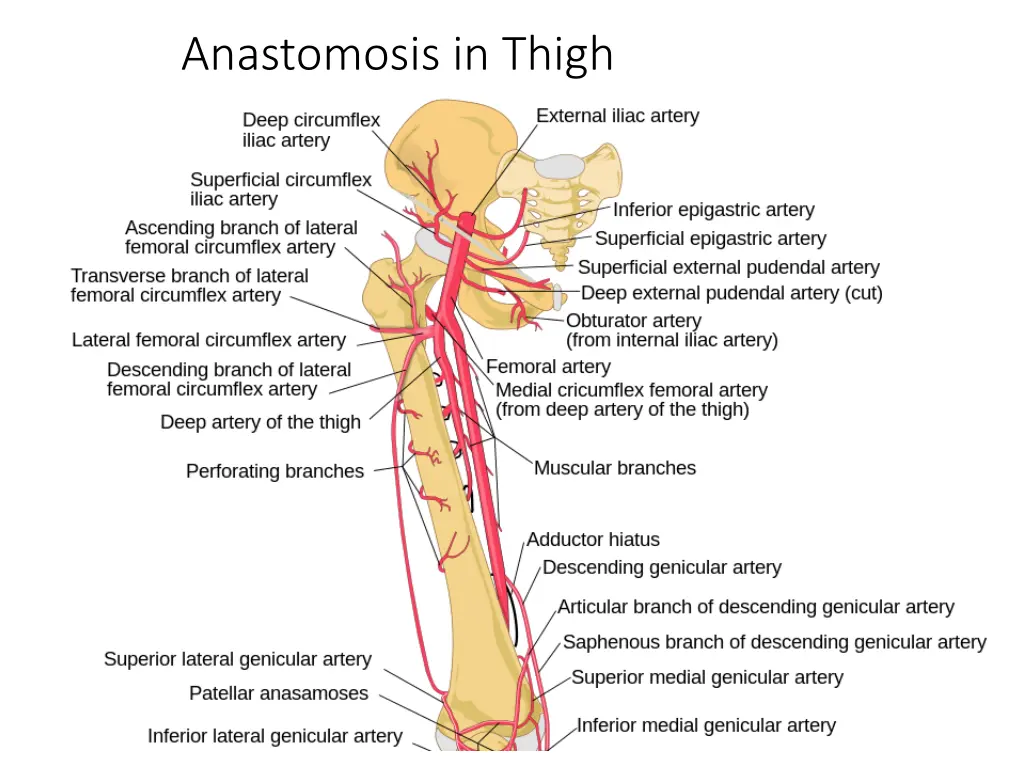 anastomosis in thigh