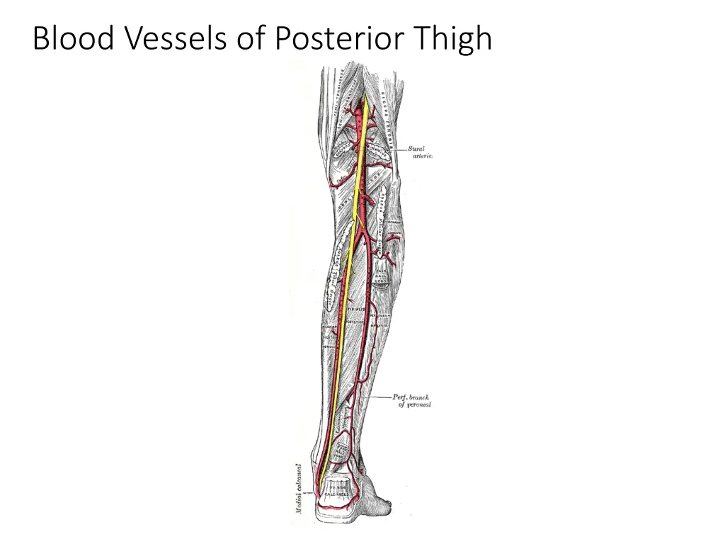 blood vessels of posterior thigh