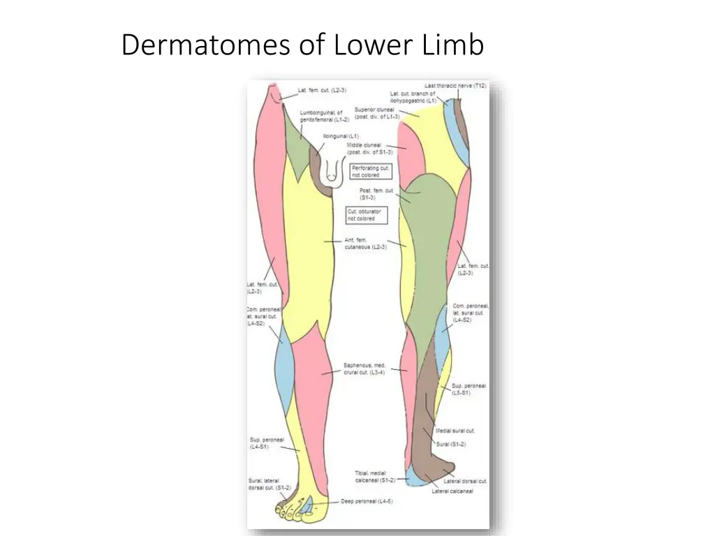 dermatomes of lower limb