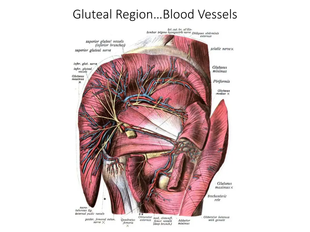 gluteal region blood vessels