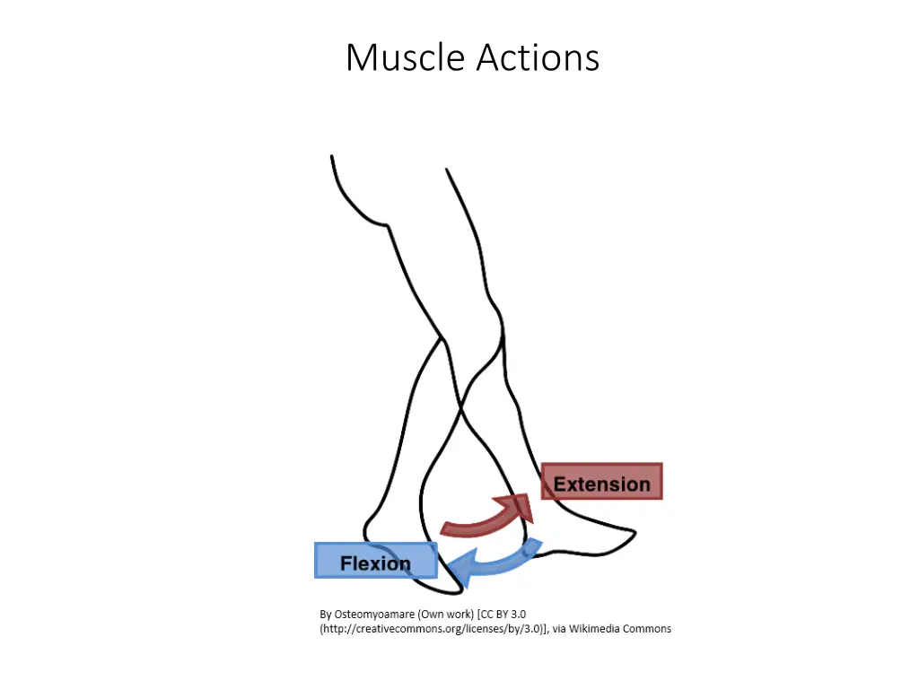 muscle actions