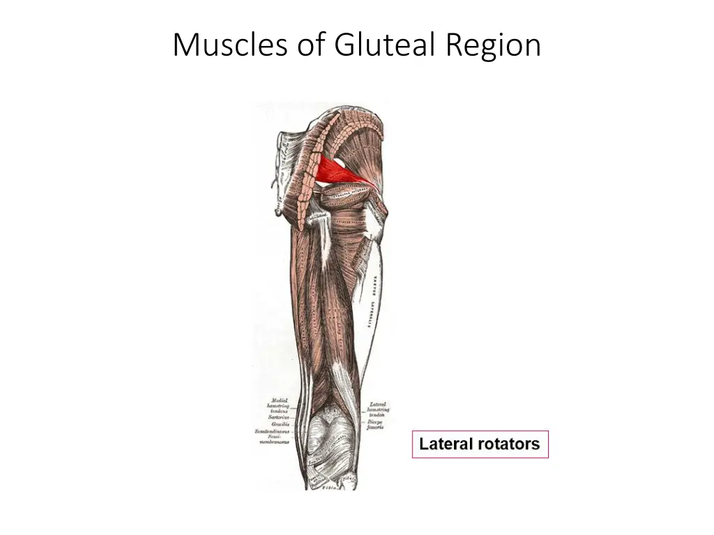 muscles of gluteal region