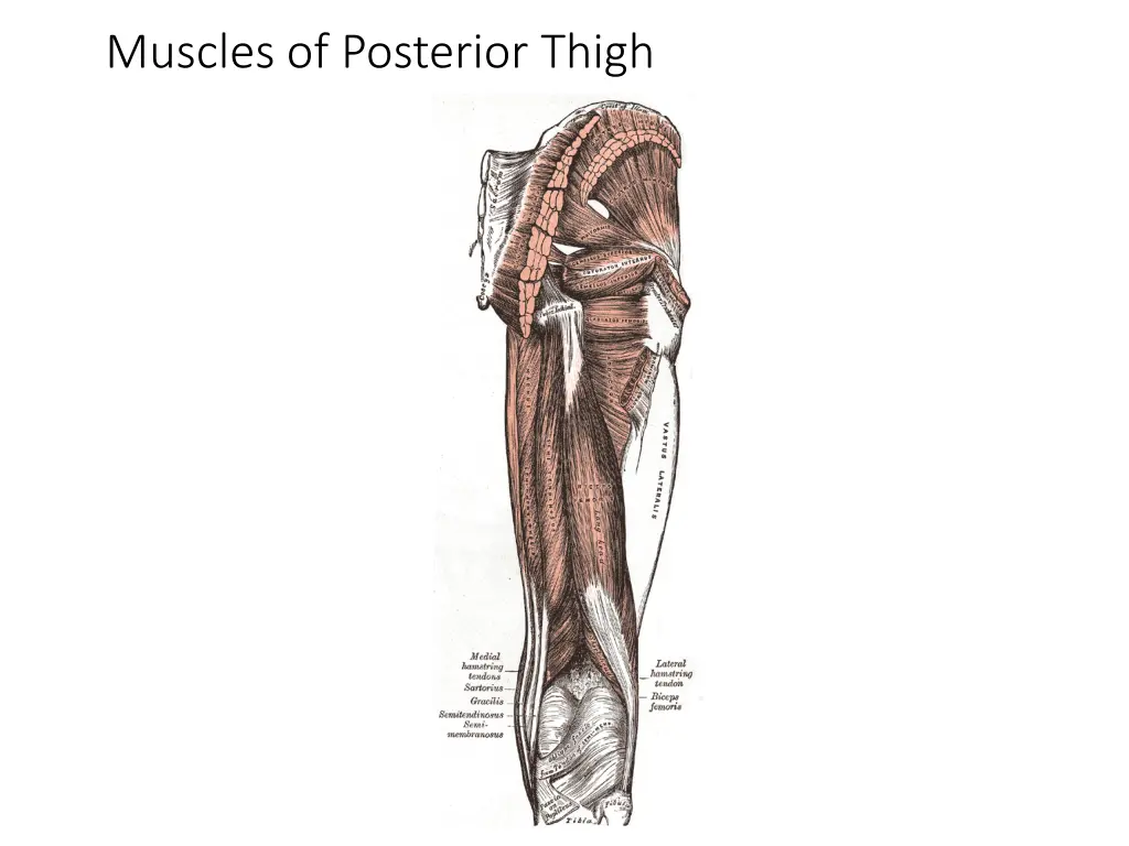 muscles of posterior thigh