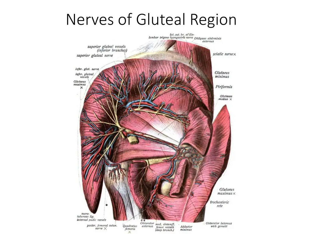 nerves of gluteal region