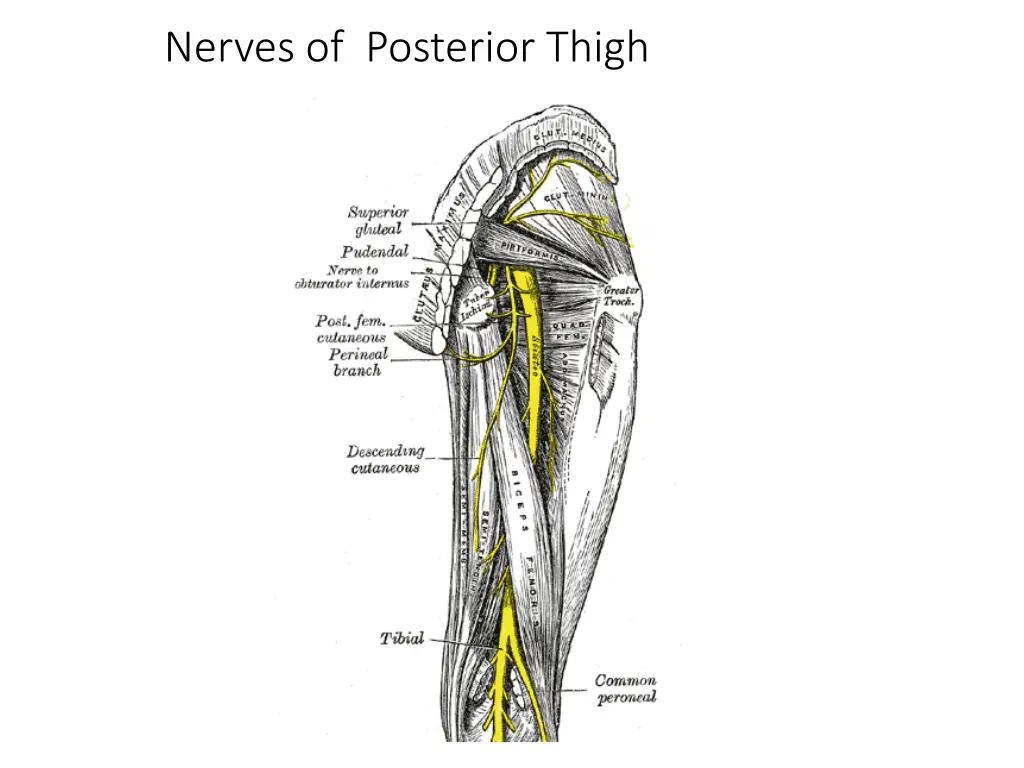 nerves of posterior thigh