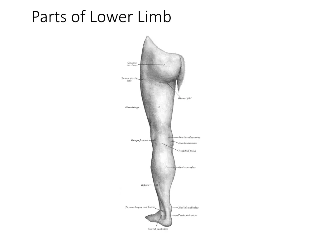 parts of lower limb