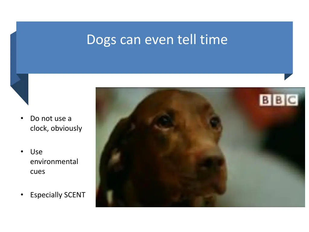 dogs can even tell time